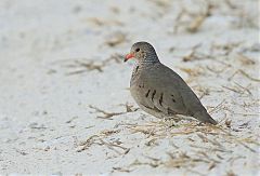 Common Ground Dove